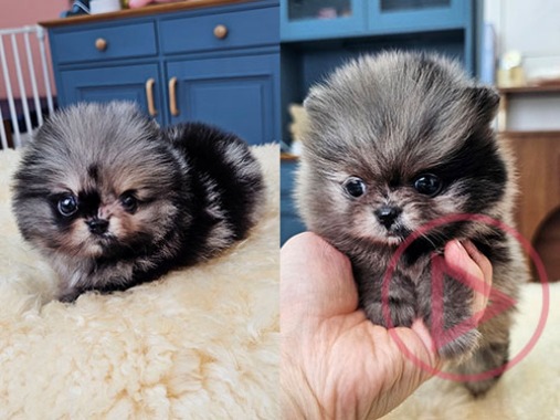 포메라니안