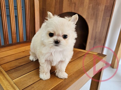 모키