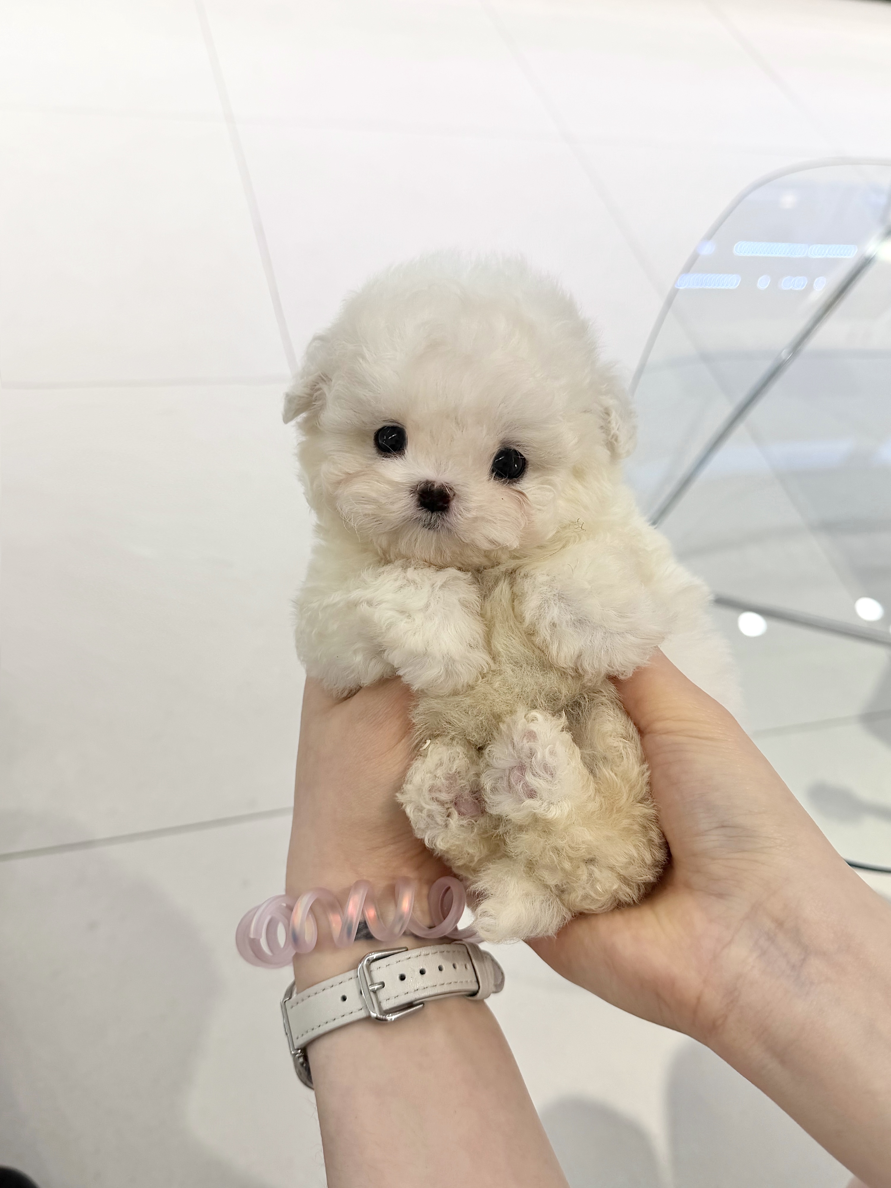 비숑프리제