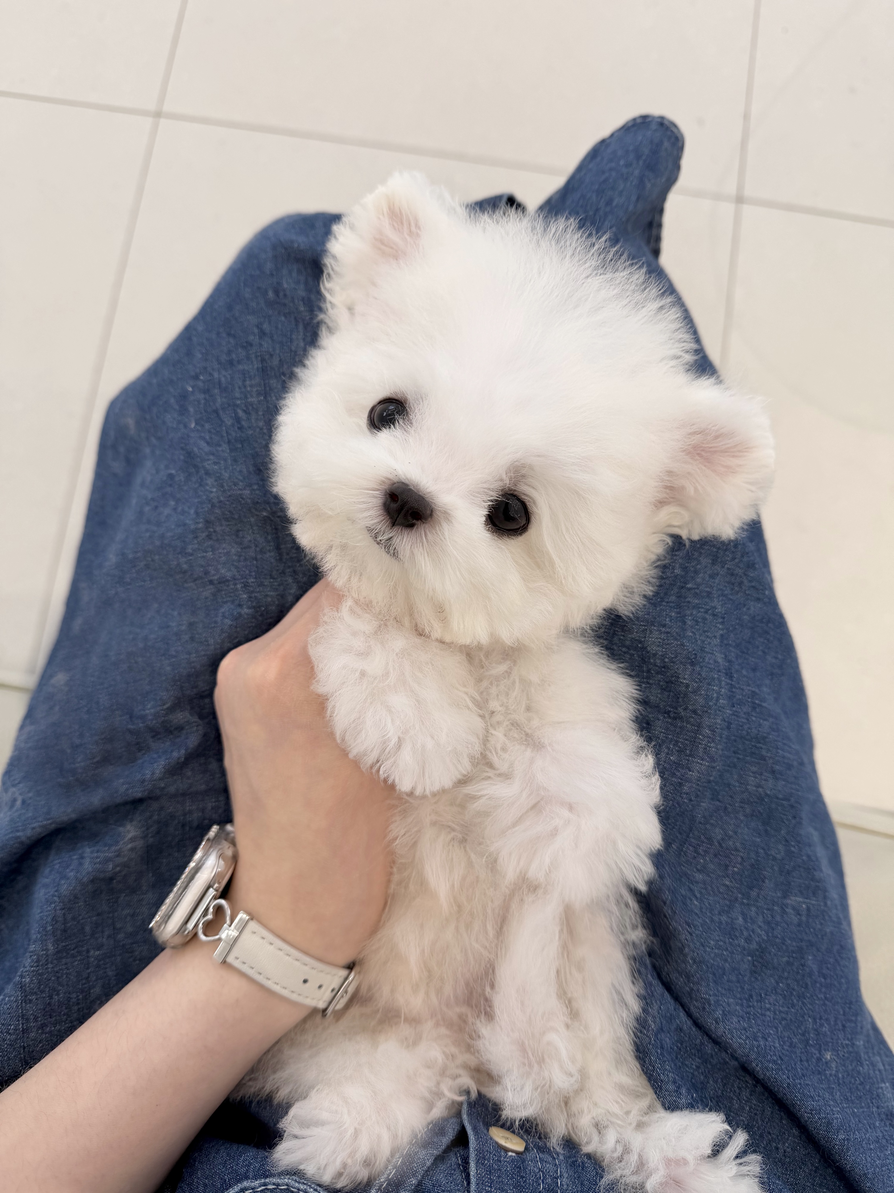비숑프리제