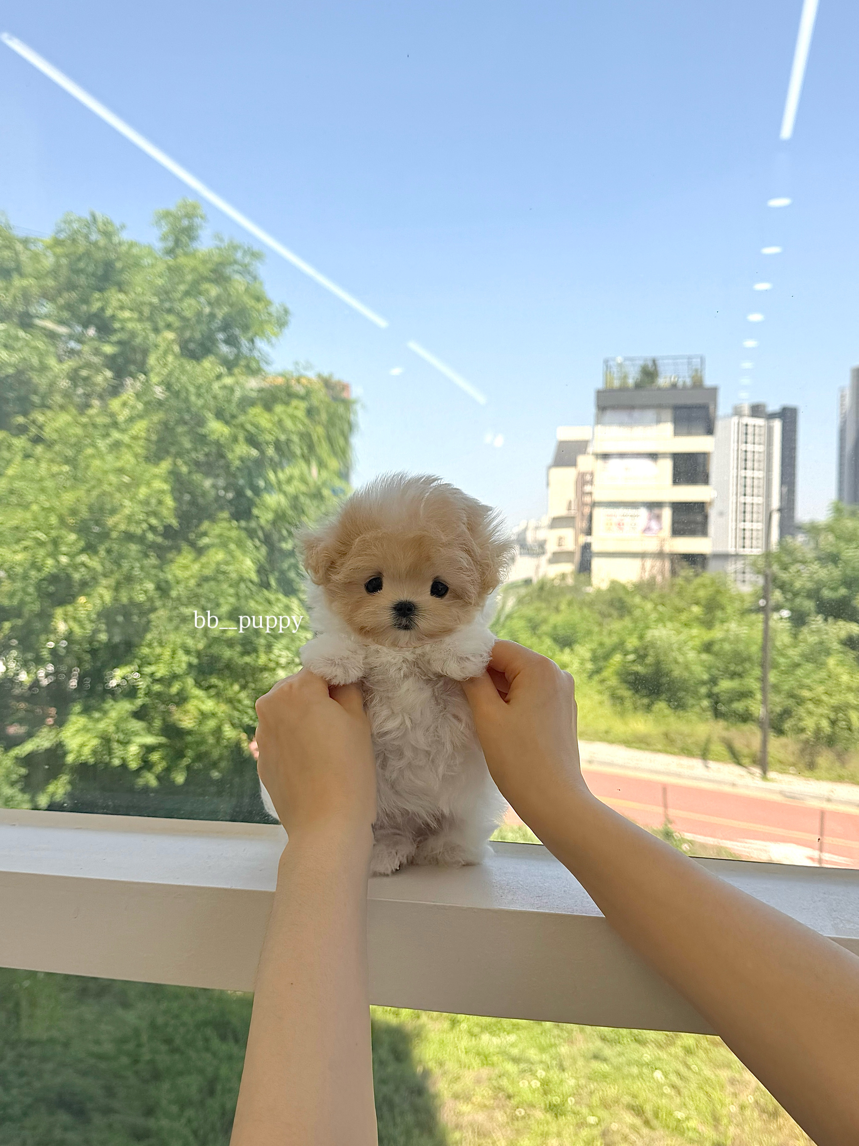 말티푸