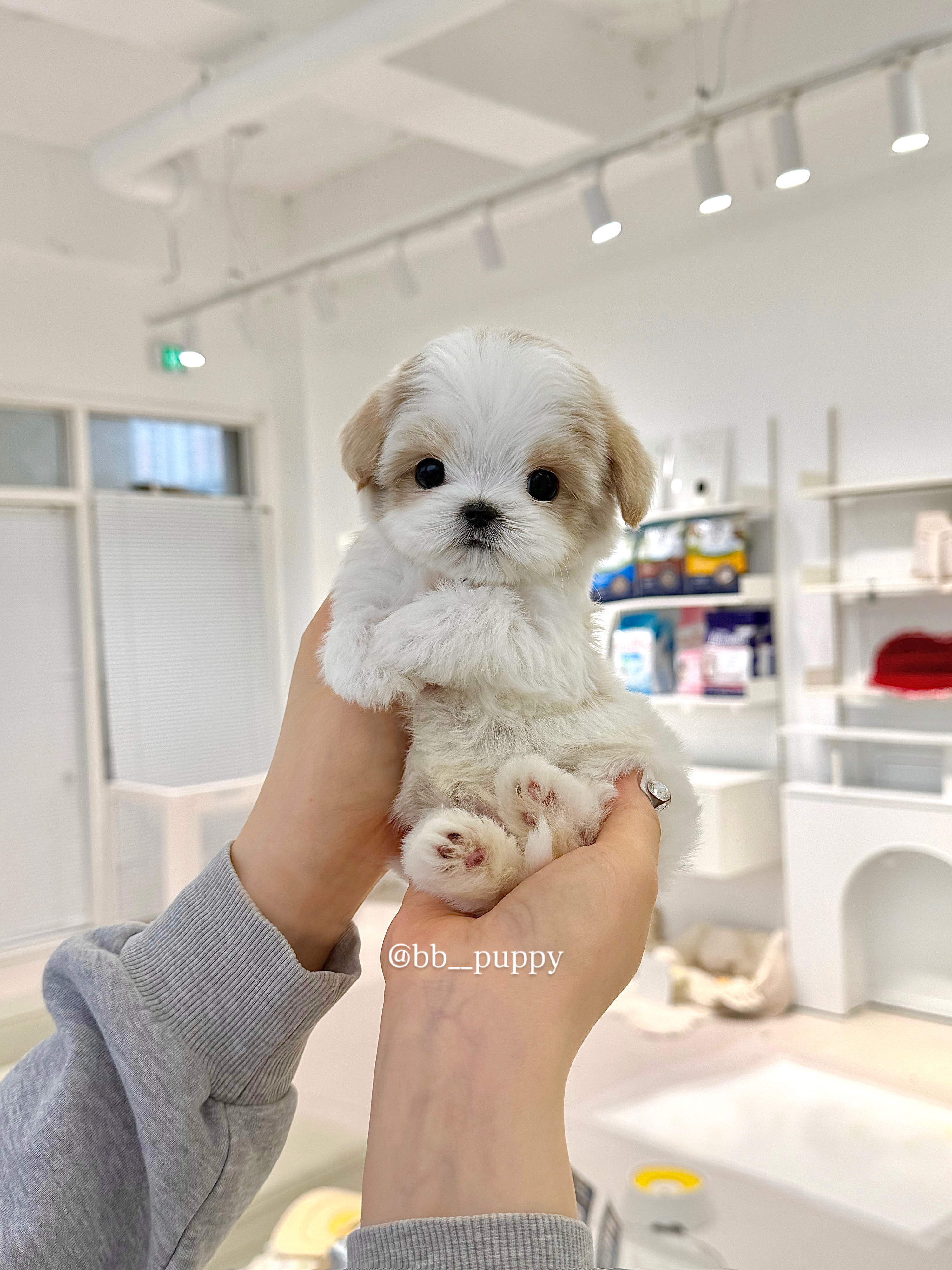 말티푸