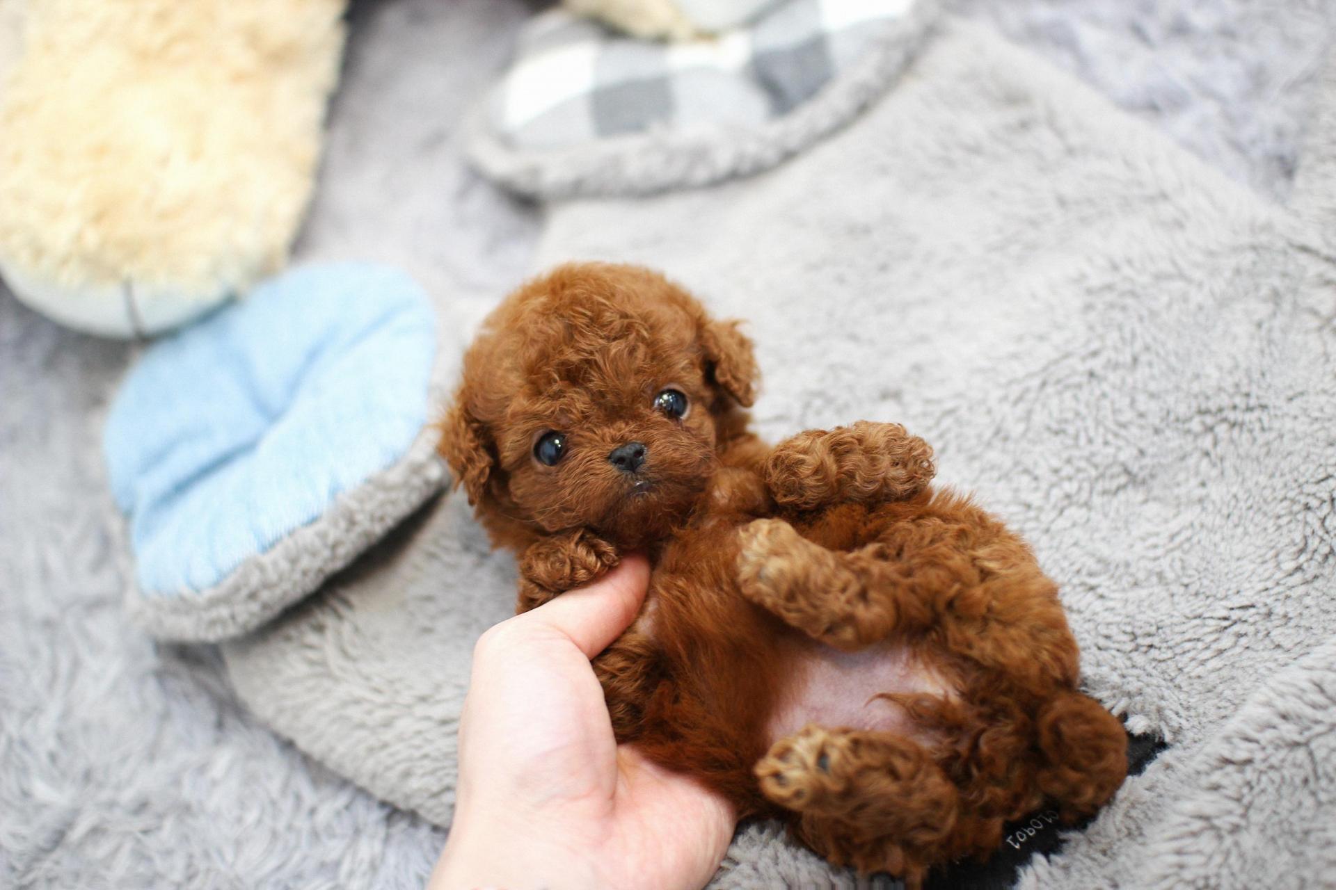 푸들