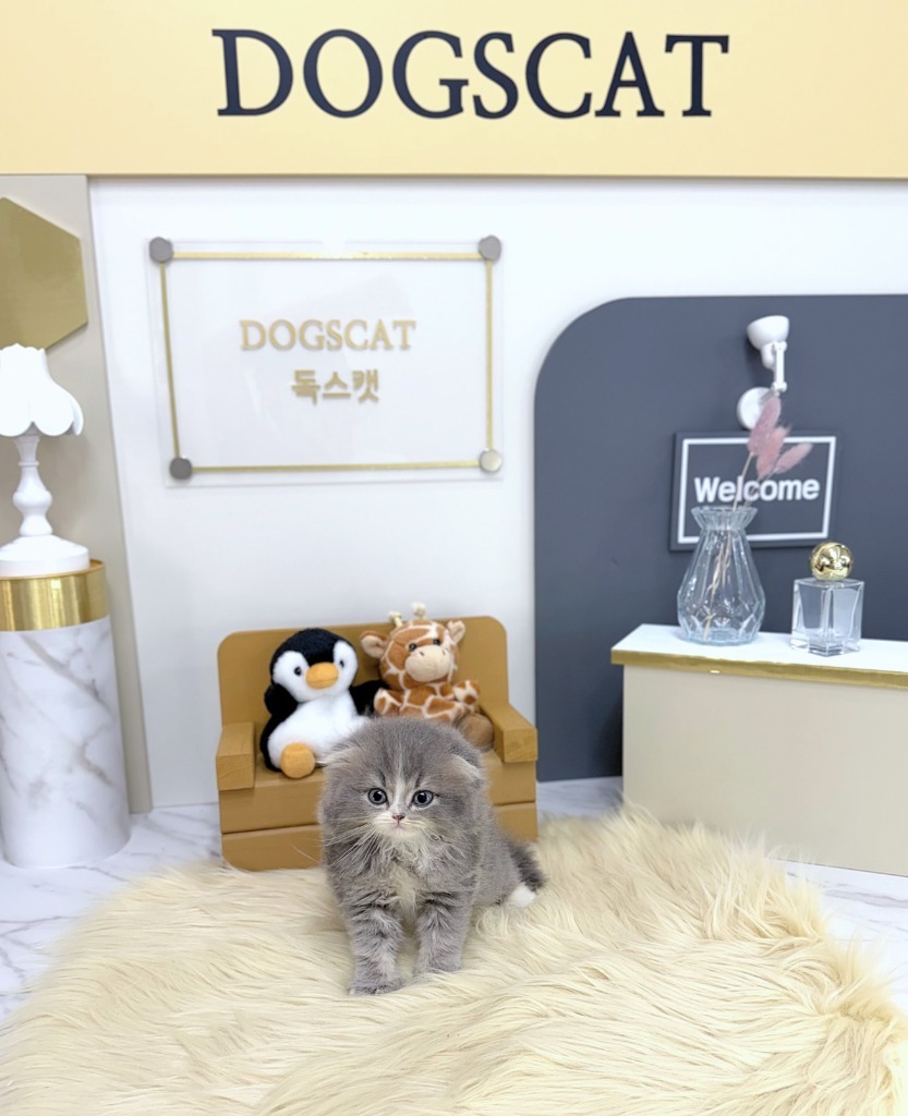 스코티쉬폴드, 이름 로다