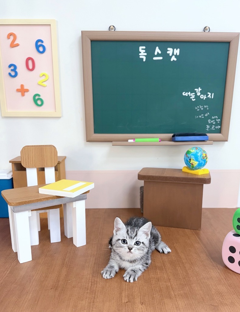 아메리칸숏헤어, 이름 에반