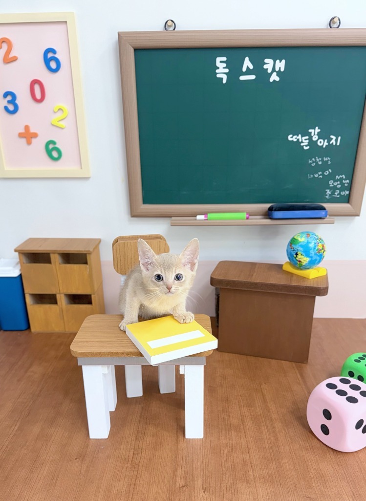 아비시니안, 이름 로렌