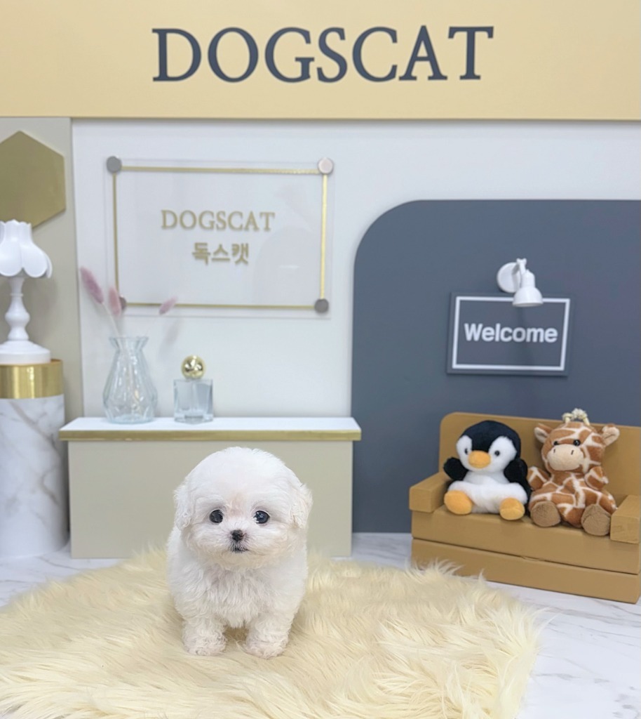 비숑프리제, 이름 설기