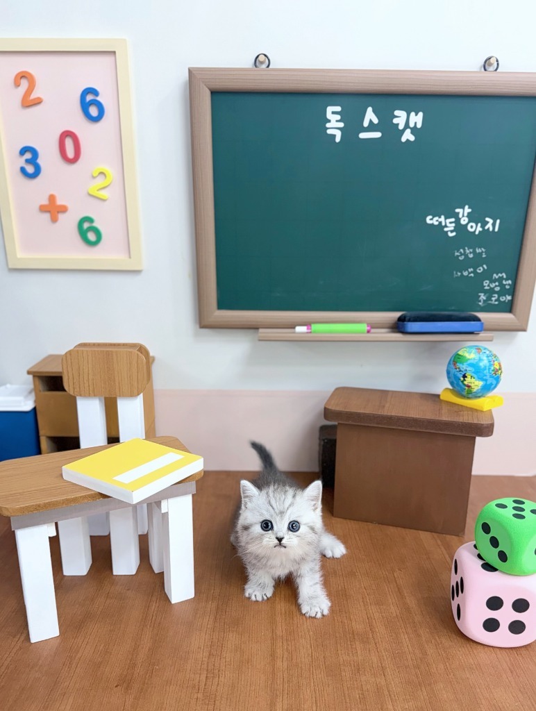 브리티쉬숏헤어, 이름 포뇨