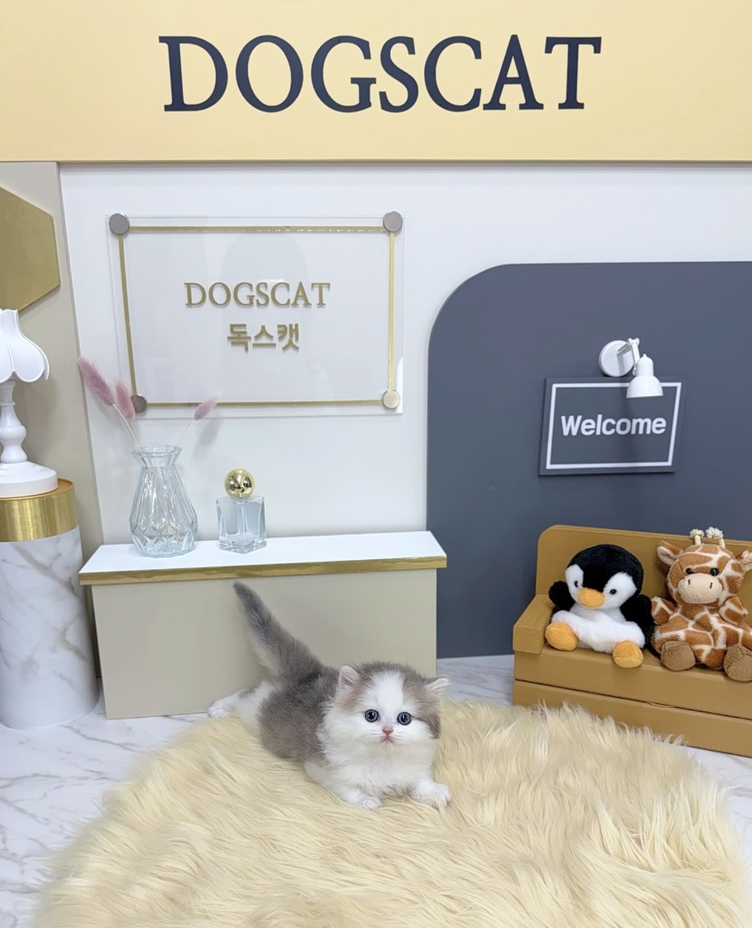 브리티쉬숏헤어, 이름 듀
