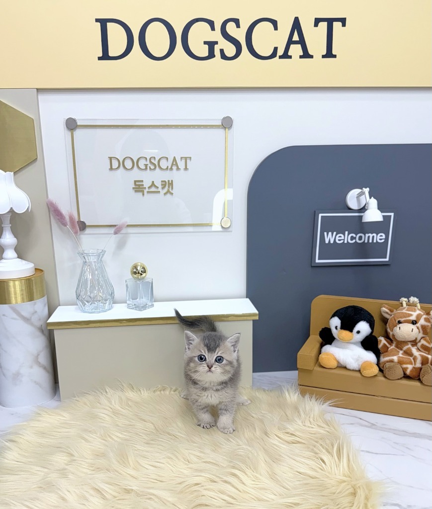 브리티쉬숏헤어, 이름 라키