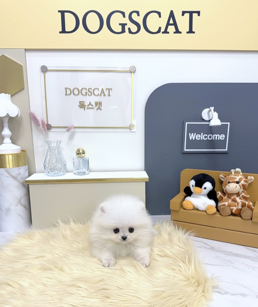 포메라니안, 이름 뽀용