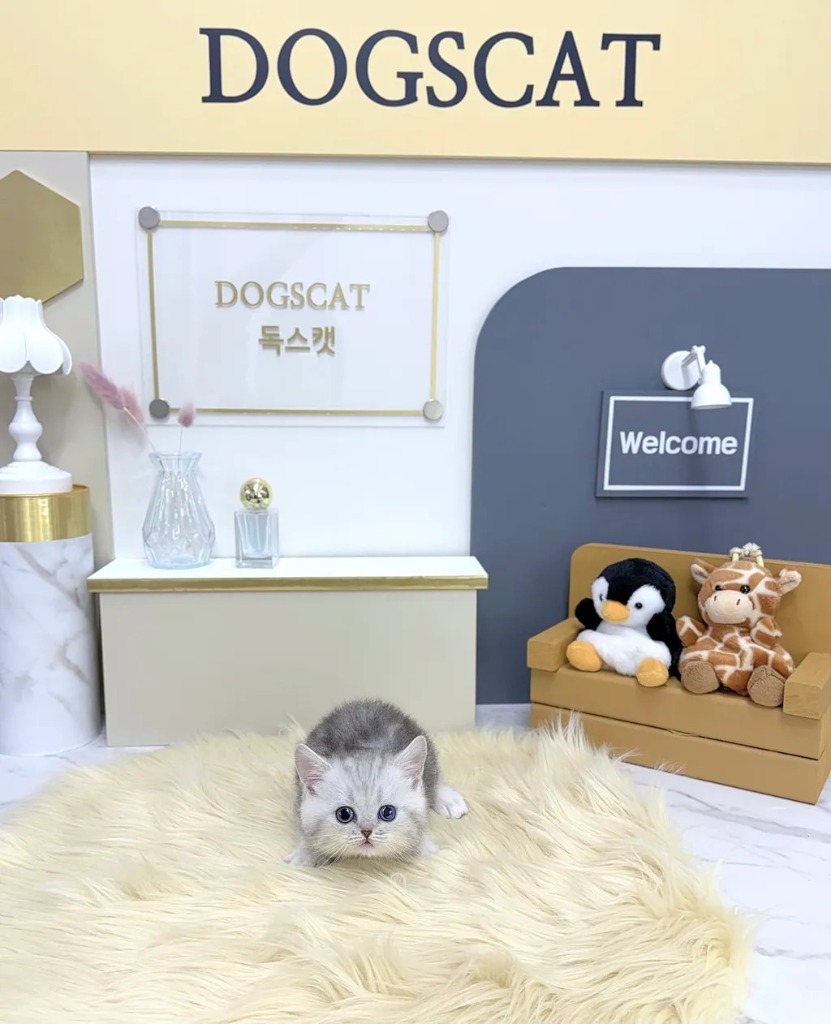 먼치킨, 이름 꽁치