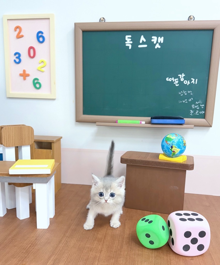 브리티쉬숏헤어, 이름 또잉