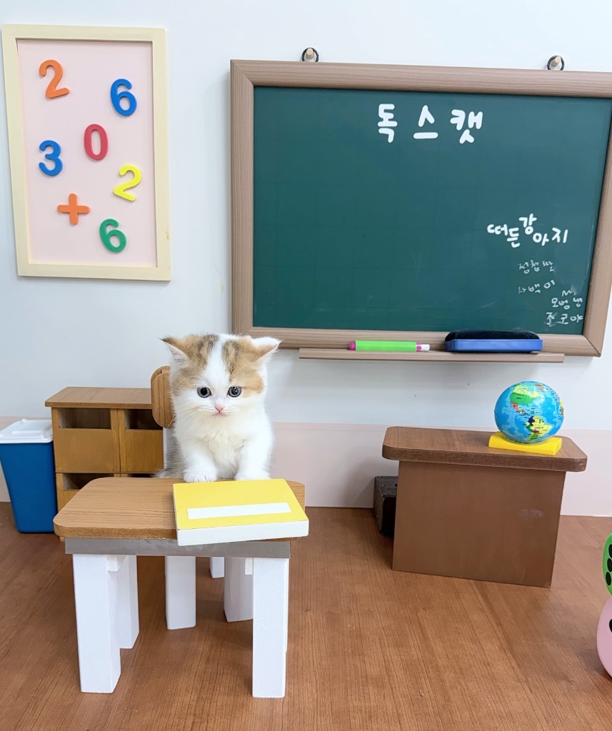 브리티쉬숏헤어, 이름 그루