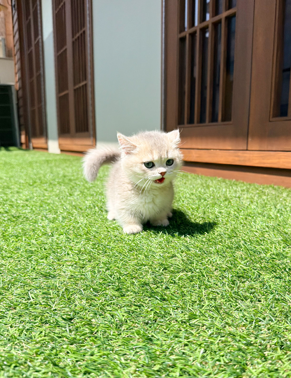 먼치킨, 이름 세라