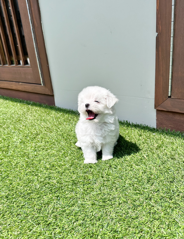 말티즈, 이름 알콩이