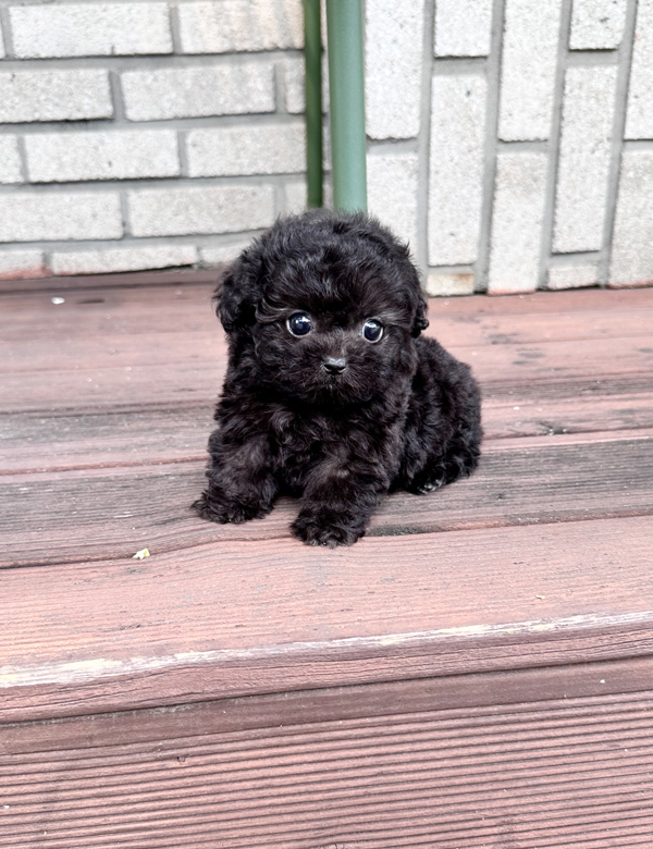 푸들, 이름 튤립