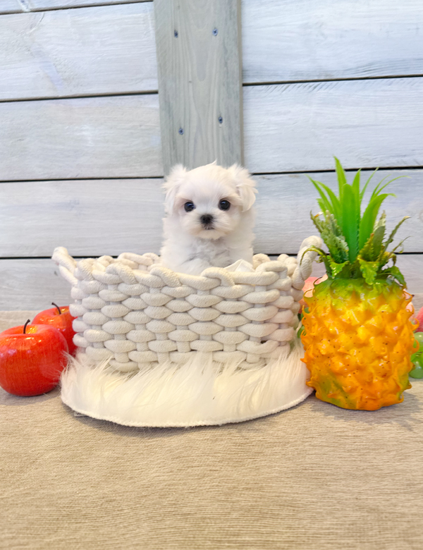 말티즈, 이름 베리