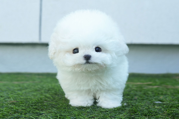 비숑프리제, 이름 미니비숑