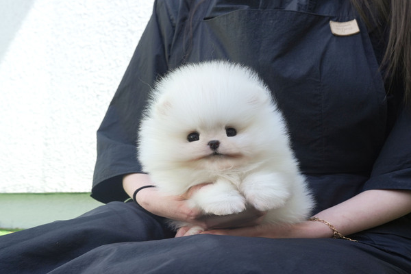 포메라니안