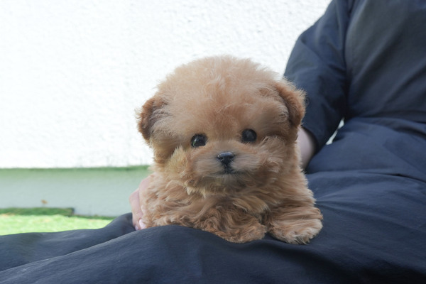 푸들, 이름 토이푸들