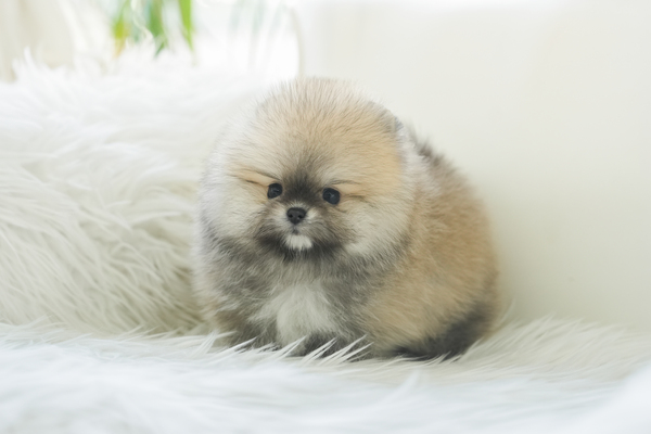 포메라니안
