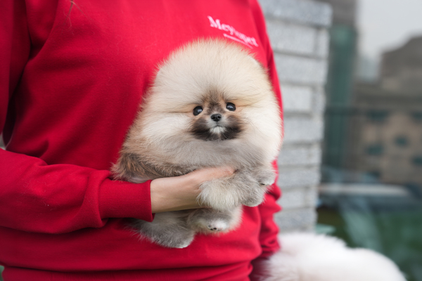 포메라니안