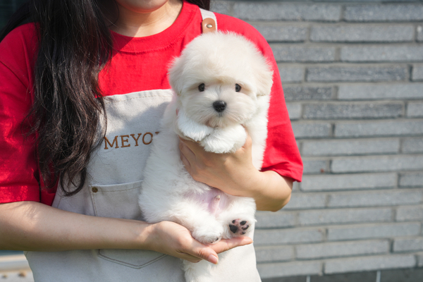 꼬숑