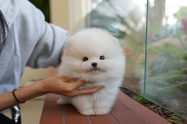 포메라니안