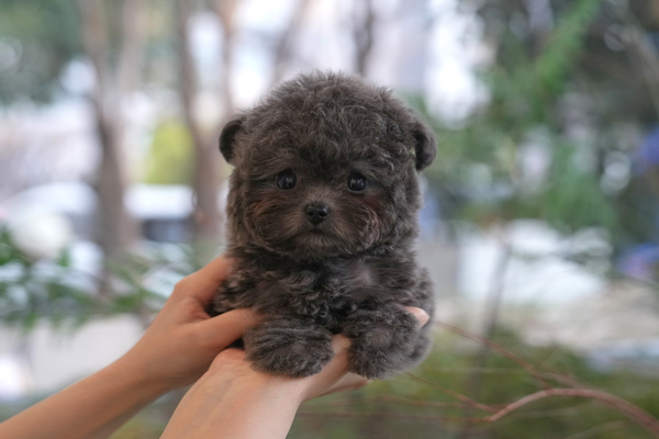 푸들, 이름 토이푸들