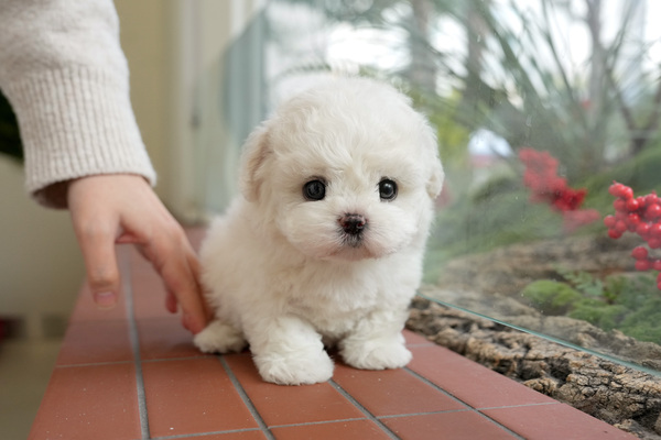비숑프리제, 이름 미니비숑