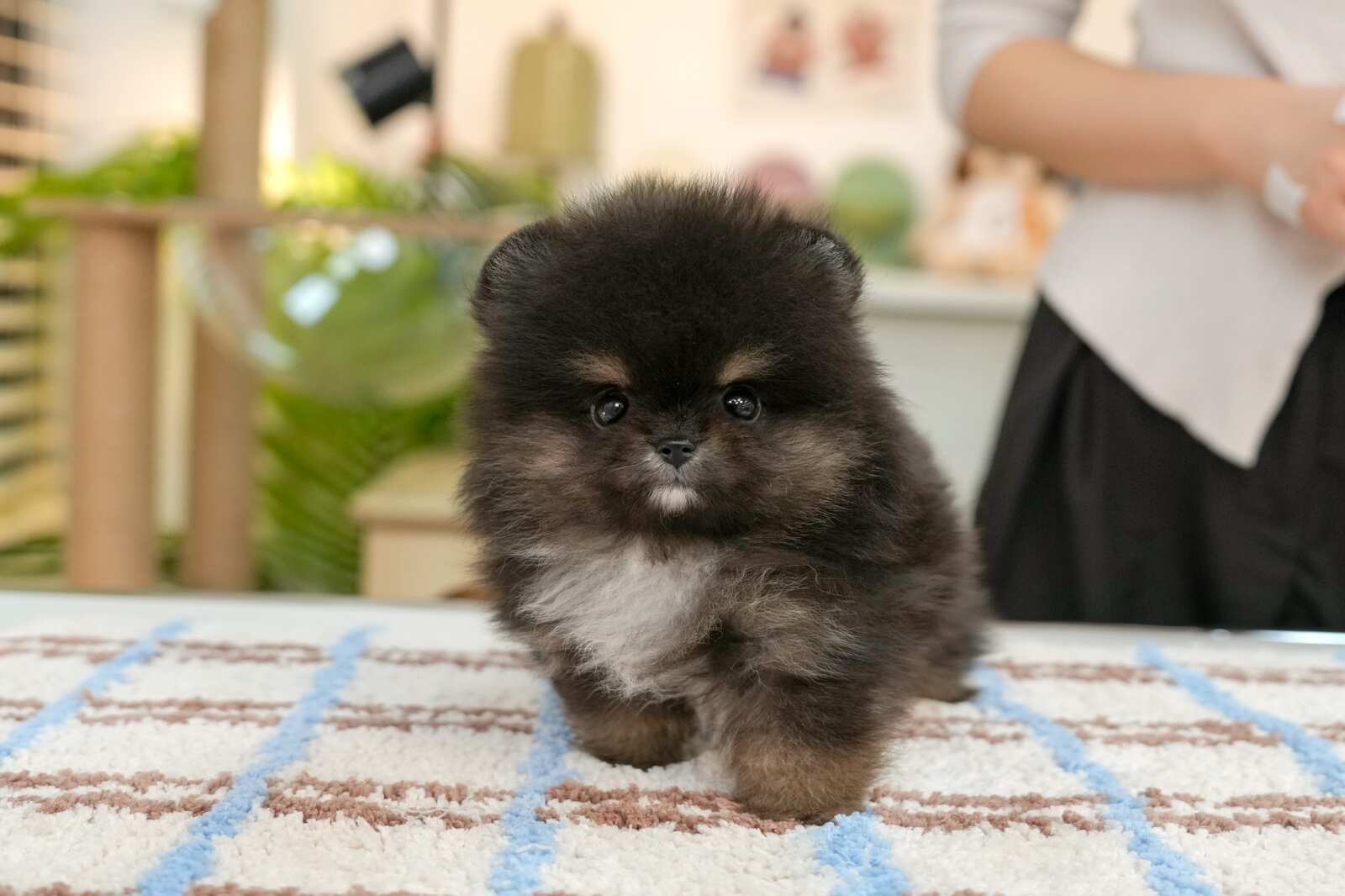 포메라니안