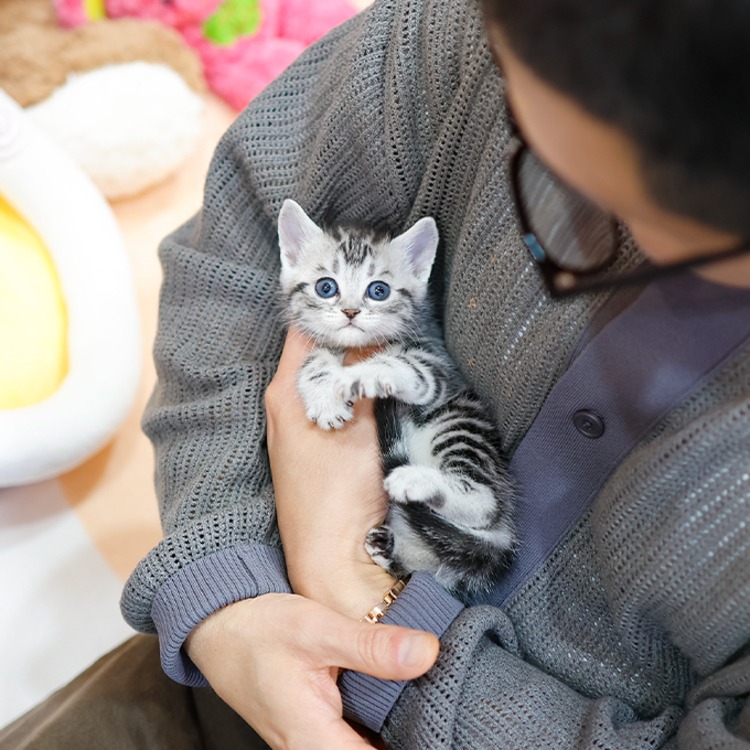 아메리칸숏헤어, 이름 키코