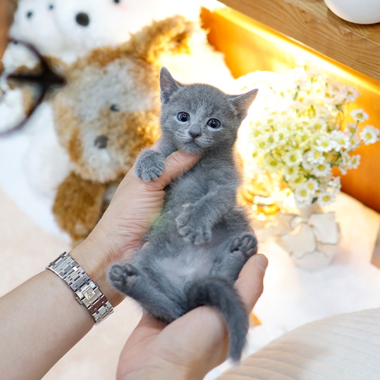 러시안블루, 이름 겨자