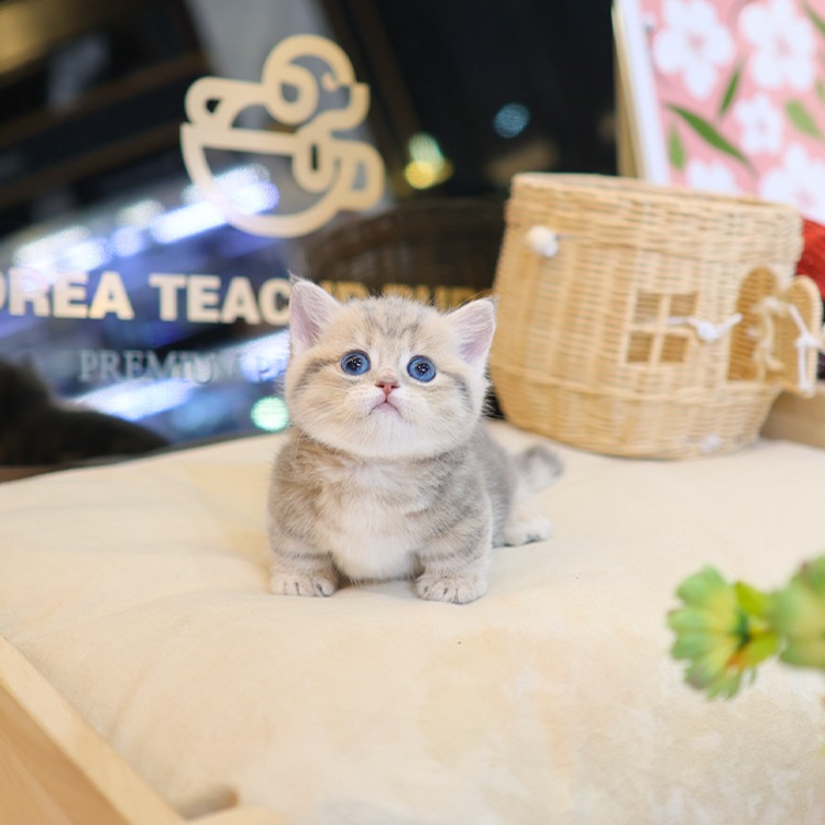 먼치킨, 이름 노랑
