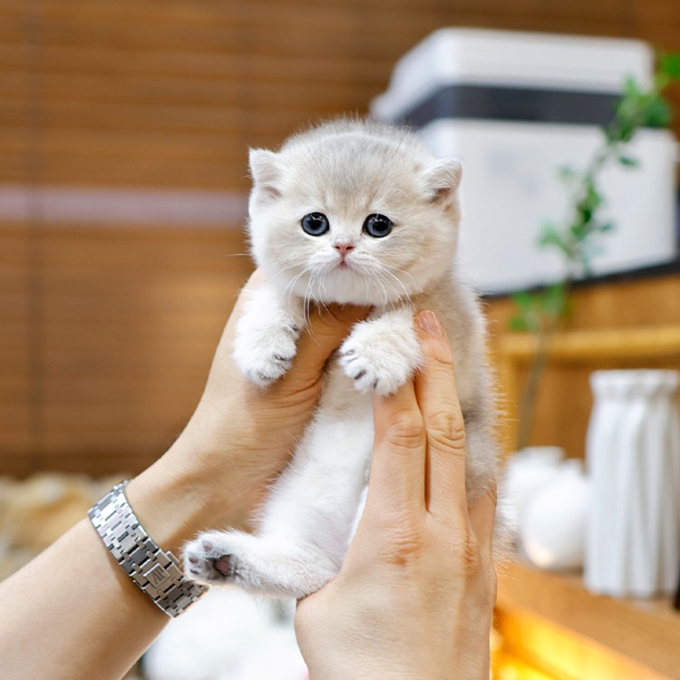 브리티쉬숏헤어, 이름 포코