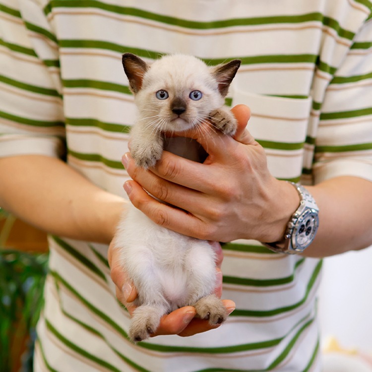 샴, 이름 비누