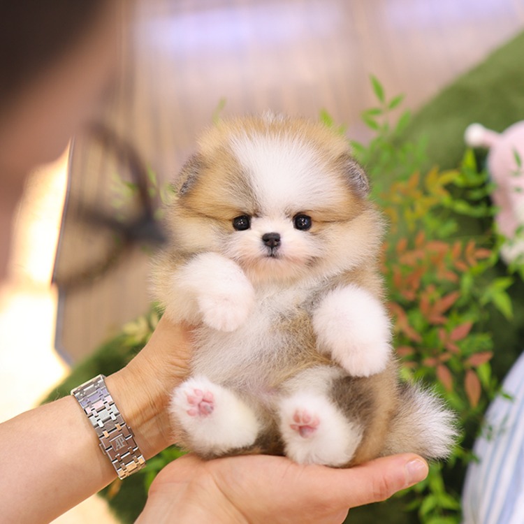 포메라니안, 이름 하루