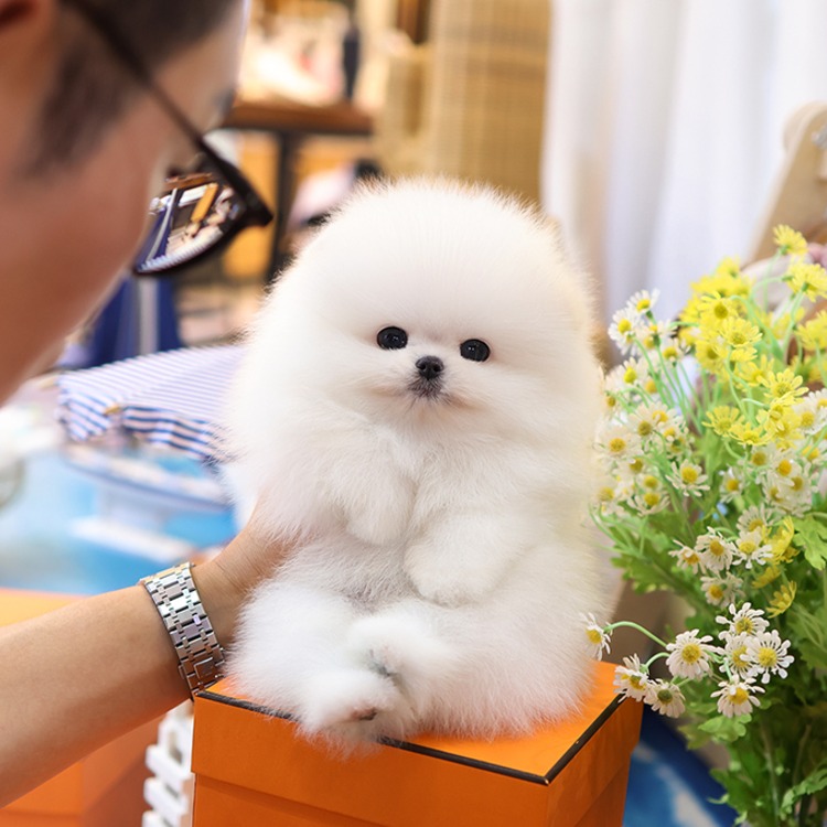 포메라니안, 이름 캔디