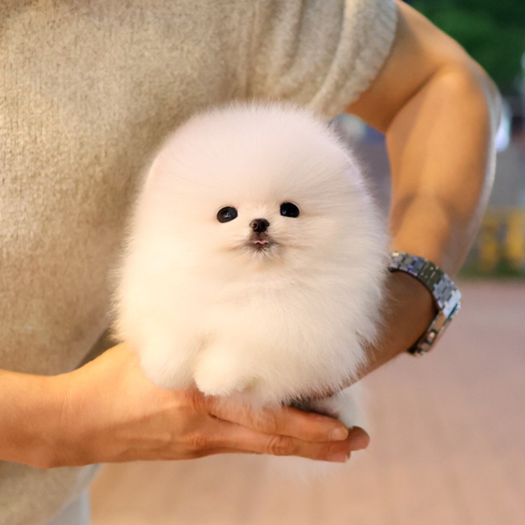 포메라니안, 이름 사탕