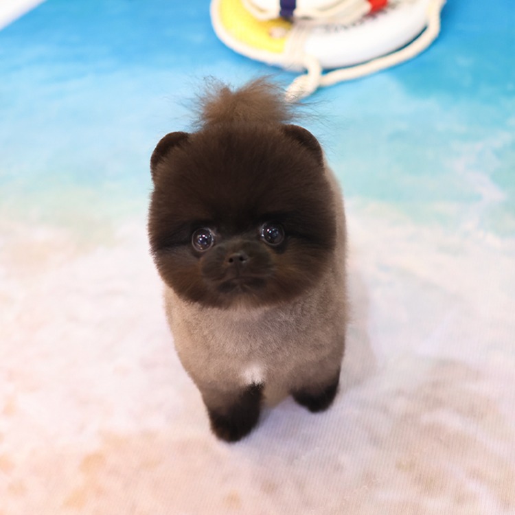 포메라니안, 이름 풍차
