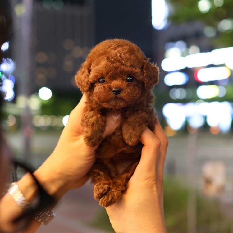 푸들, 이름 당고