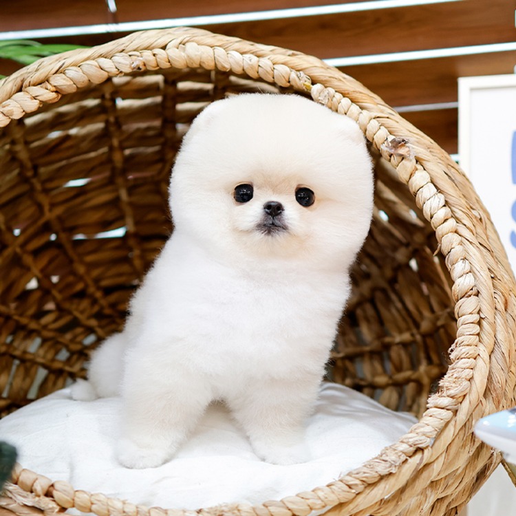 포메라니안, 이름 해피