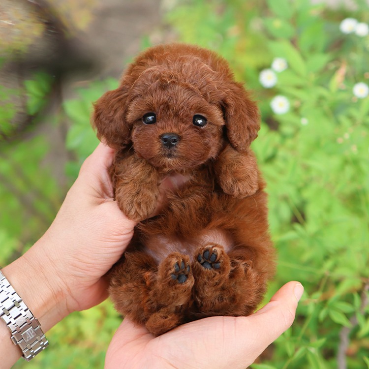 푸들, 이름 제리