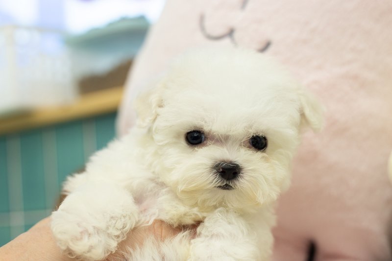 비숑프리제, 이름 설탕이