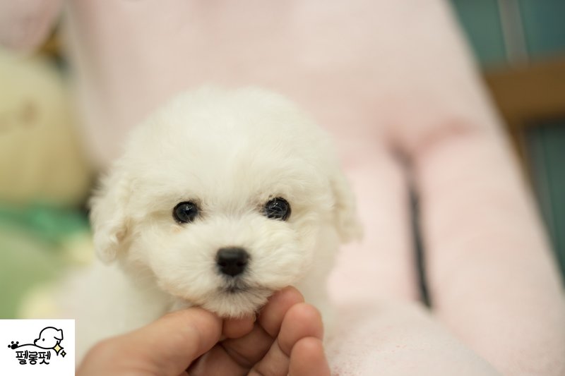 비숑프리제, 이름 설이