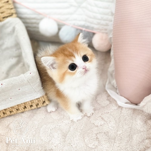 브리티쉬숏헤어, 이름 브리티쉬숏헤어 루비