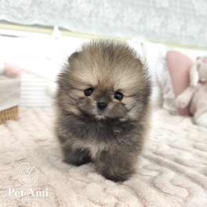 포메라니안, 이름 포메라니안 웅이