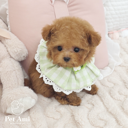 푸들, 이름 토이푸들 수야