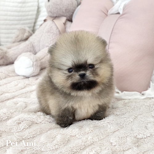포메라니안, 이름 포메라니안 마로